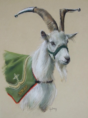 Regimental Goat